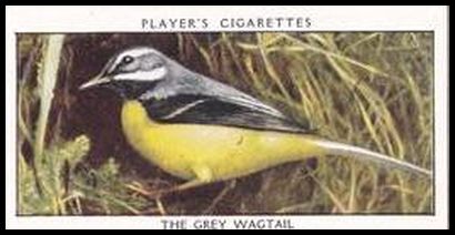 42 The Grey Wagtail